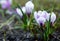 Spring nature background with flowering violet crocus in early spring. Plural crocuses in the garden with sunlight.