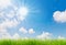 Spring nature background with grass and blue sky