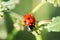 Spring Nature background. Green grass with ladybug. Beautiful nature background with morning fresh grass and ladybug