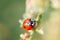 Spring Nature background. Green grass with ladybug. Beautiful nature background with morning fresh grass and ladybug