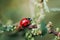 Spring Nature background. Green grass with ladybug. Beautiful nature background with morning fresh grass and ladybug