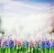 Spring nature background with hyacinths blooming plant in garden or park