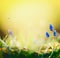 Spring nature background with lovely hyacinth flowers at blurred nature with bokeh. Sunny springtime day, outdoor