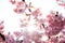 Spring nature background with pink blossom of cherry trees.