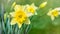 Spring Nature background with Yellow Daffodils Flowers closeup on green background