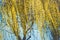 Spring nature background with yellow weeping willow blossom branches