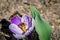 Spring in the nature, bees and crocus