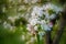 spring nature detail of blooming apple