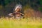 Spring in the nature. Eagle bird flying above the blooming meadow. Golden Eagle, flying above flowering meadow, brown bird of prey