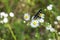 Spring  nature  flowering plants insects collect nectar in the park on the lawn on a sunny day.