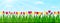 Spring nature landscape with colorful tulips, green grass and blue sky. Vector illustration