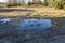 Spring nature landscape view. Forest trees reflection in puddle and yellow lawn grass