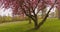 Spring nature scene park with majestically blossoming large Sakura Japan cherry trees