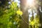 Spring nature. Spring background. Green plants and leaves against the background of sunlight. Sunbeams in green forest