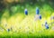 Spring nature with wild blue hyacinth flowers in grass at blurred nature background with bokeh. Sunny springtime day, outdoor