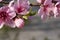 Spring nectarine colorful pink flowers pistils tree blooming