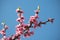 Spring nectarine colorful pink flowers tree blooming in blue sky