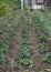 Spring, neighbors rose potatoes, plant potatoes, look to neighbors through the fence, iron fence slave