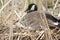 Spring Nesting Canada Goose