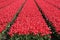 Spring in Netherlands tulip flower field red tulips flowers blooming