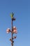 Spring - New growth and flowers on Peach tree