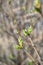 Spring new leaves, selective focus. Tree buds bloom on branch, close up. Germination of the first spring leaves