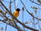 Spring Northern Oriole Perching On Tree Branch