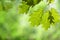 Spring Oak Leaves on Branch against Green Canopy