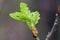 Spring oak leaves and buds on twig macro