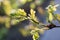 Spring oak leaves macro Quercus petraea