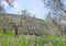 Spring olive garden