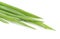 Spring Onion