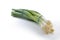 Spring onion