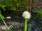 Spring onion Blossom the summer