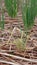 Spring onion disease on field, plant disease