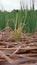 Spring onion disease on field, plant disease