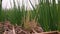 Spring onion disease on field, plant disease