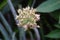 Spring onion flower with a natural background. Indonesian call it bawang prei or daun bawang