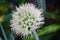 Spring onion flower with a natural background. Indonesian call it bawang prei or daun bawang