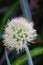 Spring onion flower with a natural background. Indonesian call it bawang prei or daun bawang