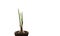 Spring onion with green leaves and brown bulb growing in black soil in red clay flower pot indoors.