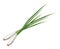 Spring onion. Green spicy vegetable color icon