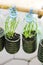 Spring Onion Grow In Used Water Bottle, Vegetables Plant