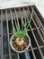 Spring onion sprouting from the fruit in the plastic container