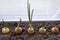 Spring onion sprouts make their way from the bulbs growing in the ground in a white wooden container