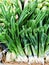 Spring onions