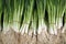 Spring onions