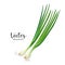 Spring onions, design isolated on white background, Eps 10 vector