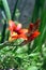 Spring orange flower with buds