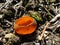 Spring Orange Peel Fungus - Caloscypha fulgens